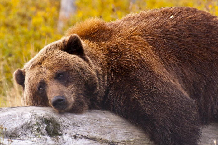 Alaskan Wildlife